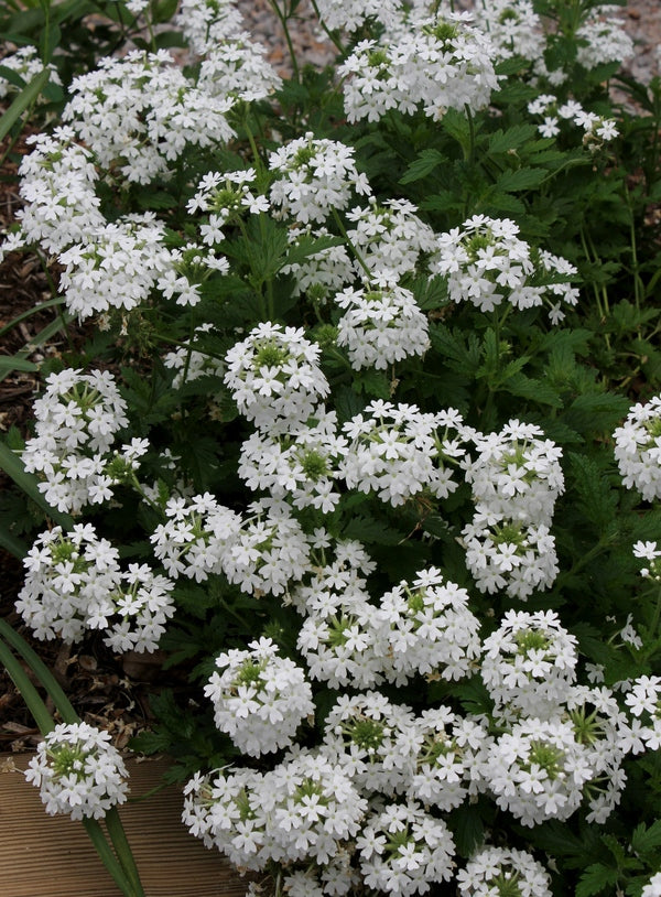 Image of Verbena canadensis 'Snowflurry' taken at Juniper Level Botanic Gdn, NC by JLBG