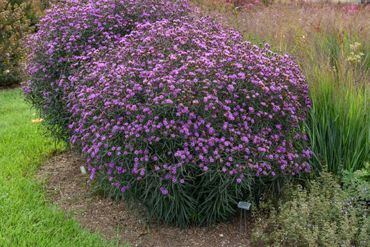 Image of Vernonia 'Violet Night' PPAF taken at Juniper Level Botanic Gdn, NC by JLBG