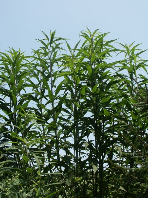 Image of Vernonia gigantea 'Jonesboro Giant' taken at Juniper Level Botanic Gdn, NC by JLBG