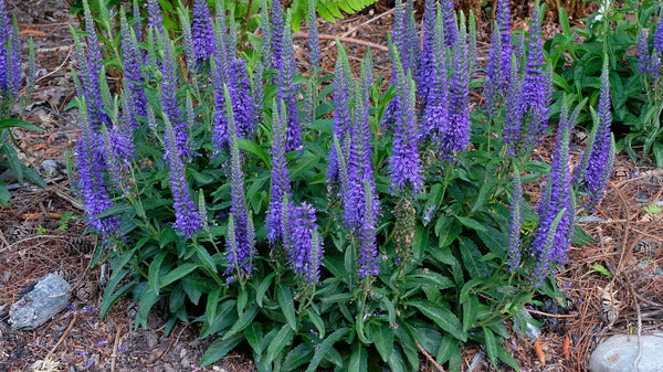 Image of Veronica 'Wizard of Ahhs' PP 31,044 taken at Juniper Level Botanic Gdn, NC by JLBG