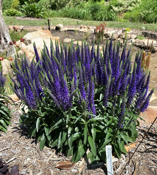 Image of Veronica 'Wizard of Ahhs' PP 31,044 taken at Juniper Level Botanic Gdn, NC by Lidia Churakova