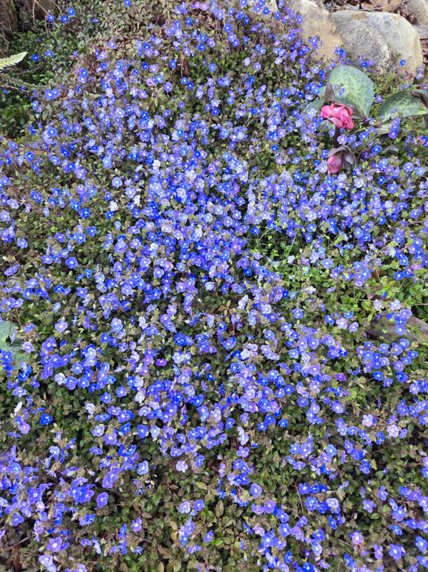 Veronica umbrosa Georgia Blue | Georgia Blue Speedwell