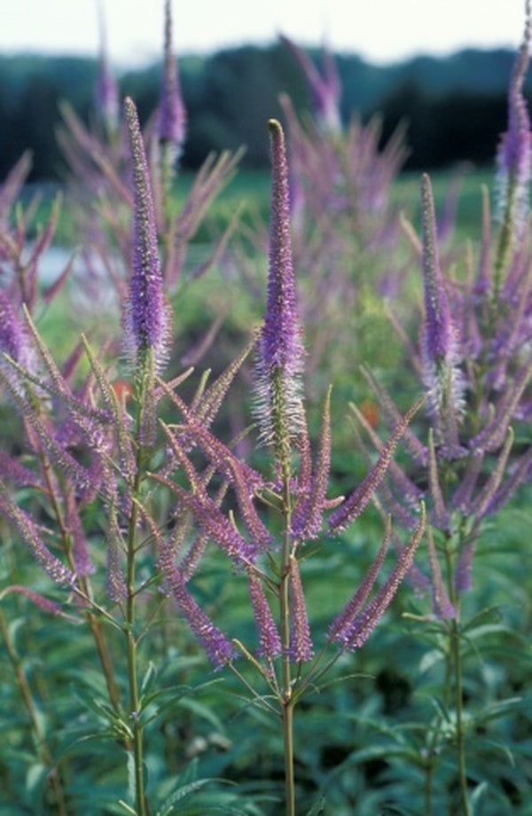 Image of Veronicastrum virginicum 'Fascination' by Chicago Botanic Garden