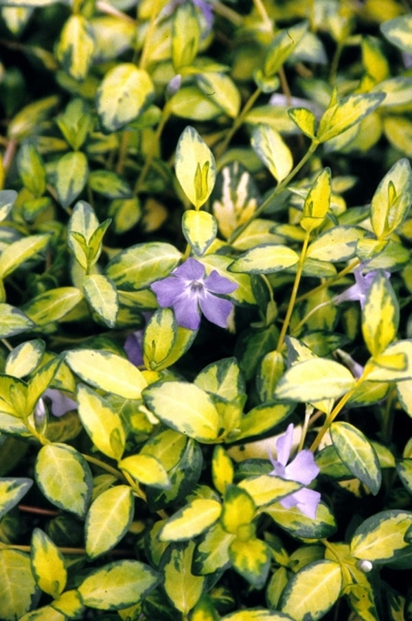 Image of Vinca minor 'Illumination' taken at Juniper Level Botanic Gdn, NC by JLBG