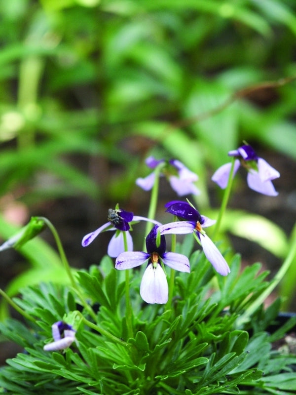 Image of Viola pedata 'Eco Artist Palette' taken at Juniper Level Botanic Gdn, NC by JLBG