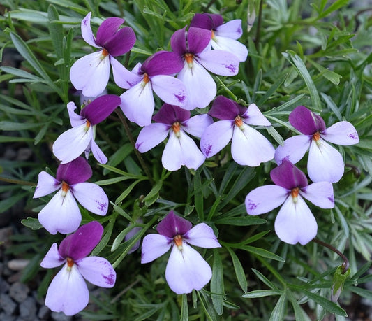 Image of Viola pedata 'Eco Artist Palette' taken at Juniper Level Botanic Gdn, NC by JLBG