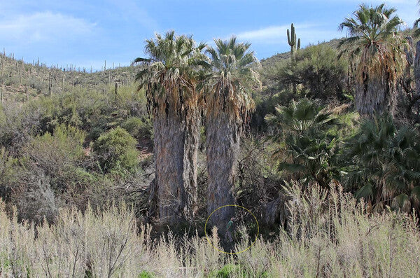 Image of Washingtonia filifera 'Castle Hot Springs' taken at In Situ, AZ by Ron Parker