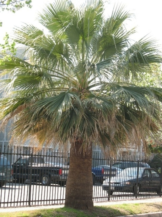 Image of Washingtonia filifera Dallas Form taken at Dallas, TX by M. Nichols