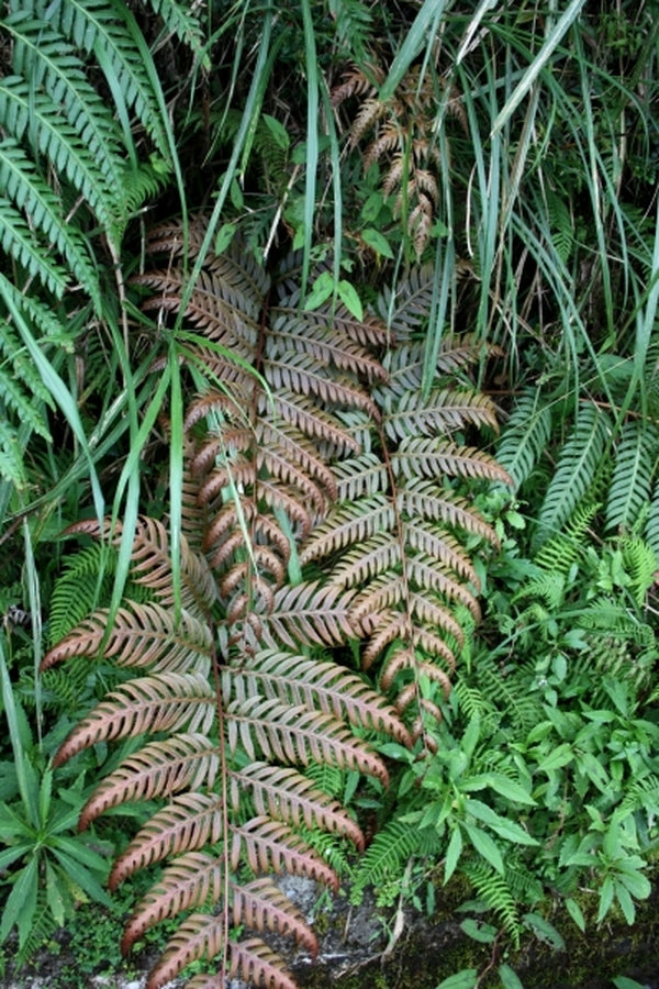 Image of Woodwardia unigemmata 'Guizhou Glamour' taken at In Situ, Taiwan