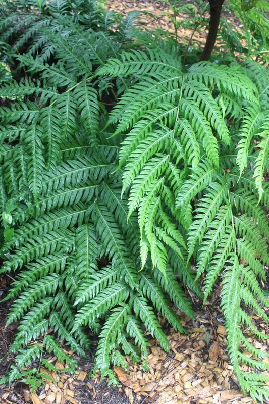 Image of Woodwardia unigemmata 'Ping Wu' taken at Juniper Level Botanic Gdn, NC by JLBG