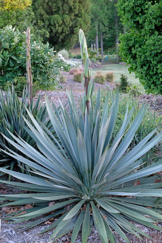 Image of Yucca 'Silver Anniversary' PP 31,437 taken at Juniper Level Botanic Gdn, NC by JLBG