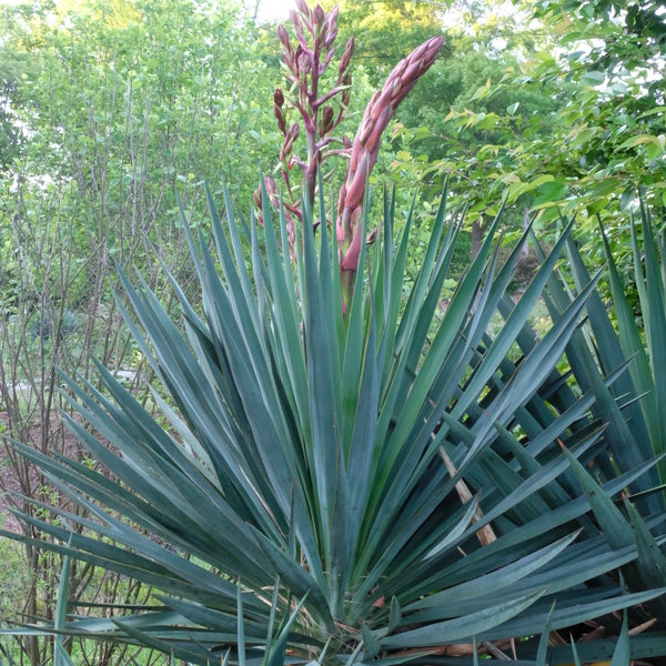 Image of Yucca 'Tromping Around' taken at Juniper Level Botanic Gdn, NC by JLBG