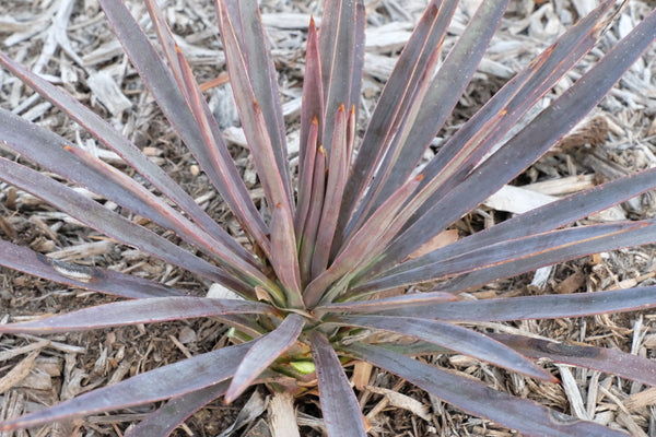 Image of Yucca aloifolia 'Magenta Magic' taken at Juniper Level Botanic Gdn, NC by JLBG