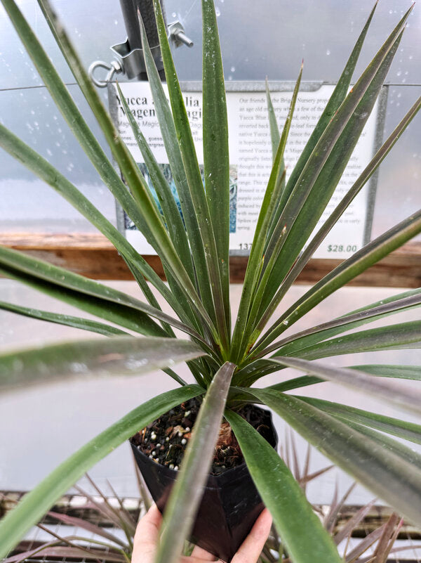 Image of Yucca aloifolia 'Magenta Magic'