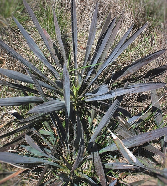 Image of Yucca filamentosa 'Bronze Age' taken at Juniper Level Botanic Gdn, NC by JLBG