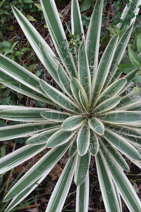 variegated yucca cane Yucca filamentosa Variegata