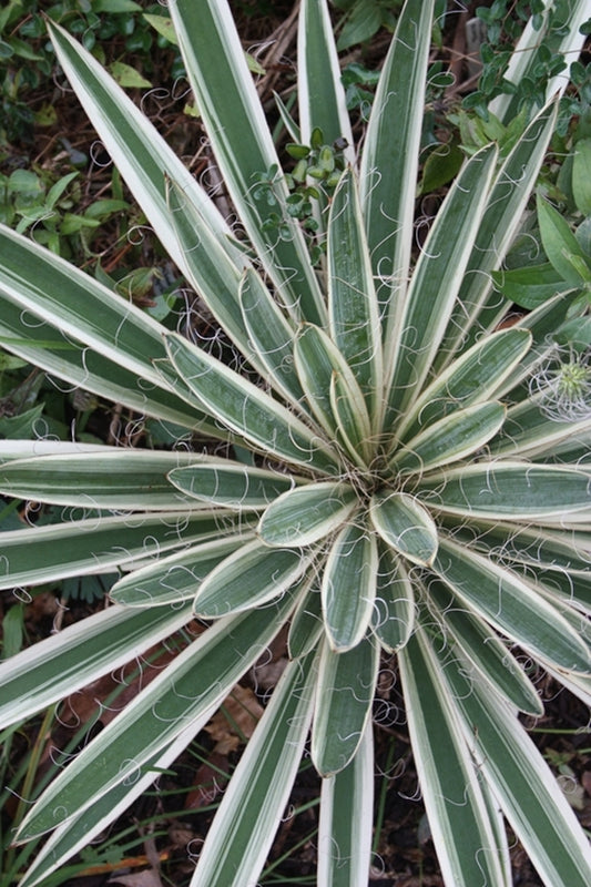 Image of Yucca filamentosa 'Variegata' taken at Juniper Level Botanic Gdn, NC by JLBG