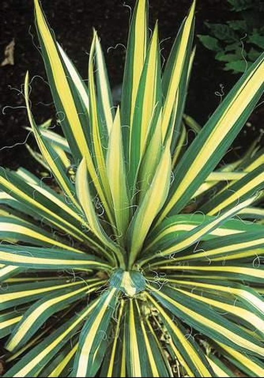 Image of Yucca flaccida 'Color Guard' taken at Riverbanks Botanical Gdn, SC by T. Avent