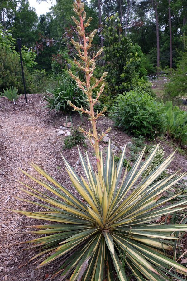 Image of Yucca flaccida 'Color Guard'
