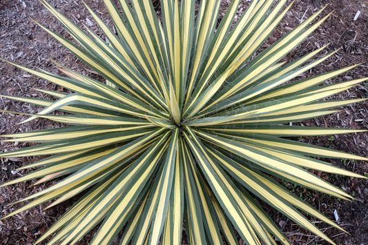 Image of Yucca flaccida 'Color Guard' taken at Juniper Level Botanic Gdn, NC by JLBG
