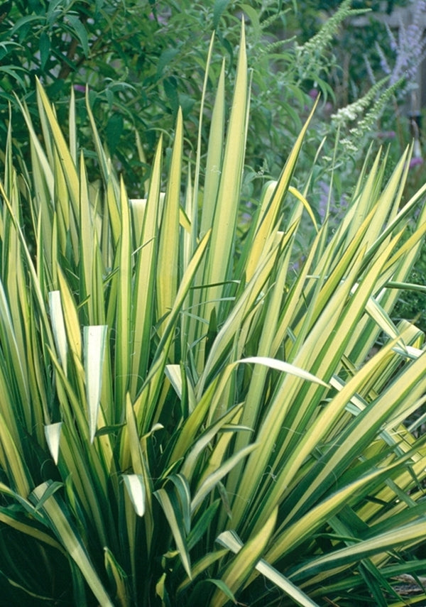 Image of Yucca flaccida 'Golden Sword' taken at Juniper Level Botanic Gdn, NC by JLBG