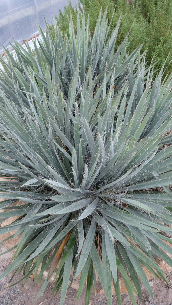 Image of Yucca flaccida 'Hairy' taken at Juniper Level Botanic Gdn, NC by JLBG