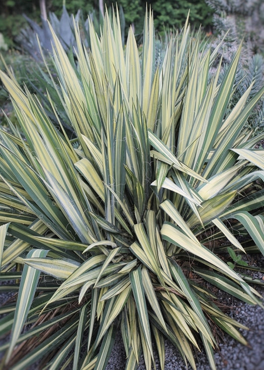 Image of Yucca flaccida 'Wilder's Wonderful' taken at Juniper Level Botanic Gdn, NC by JLBG