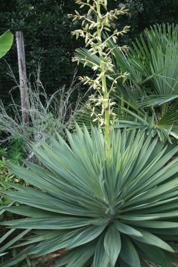 Image of Yucca gloriosa 'Lone Star' taken at Juniper Level Botanic Gdn, NC by JLBG