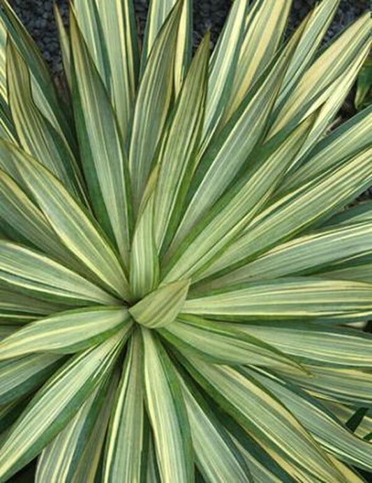 Image of Yucca gloriosa 'Tiny Star' taken at Juniper Level Botanic Gdn, NC by JLBG
