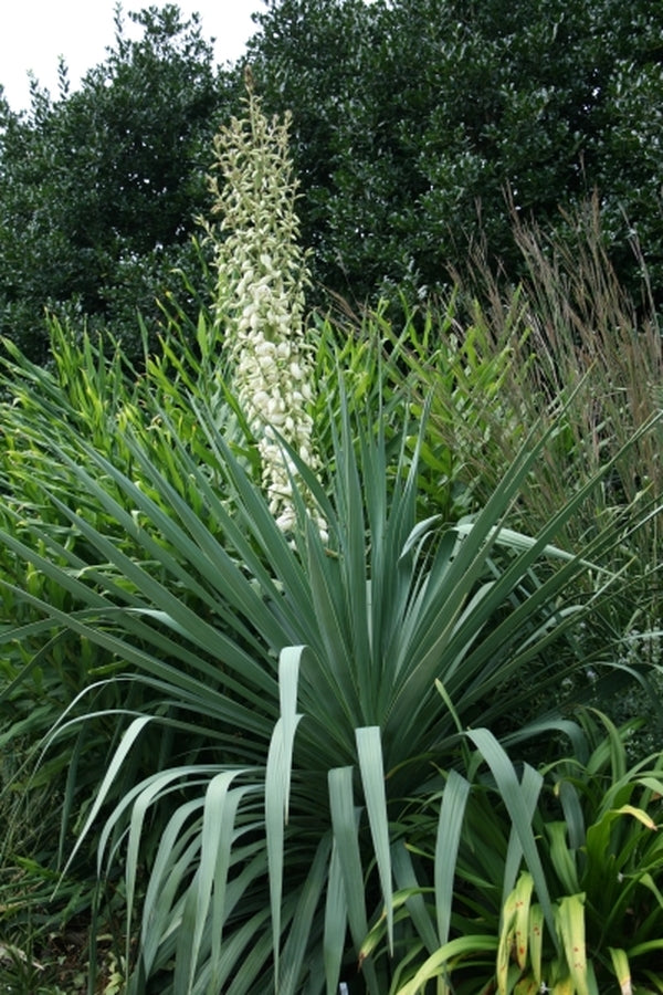 Image of Yucca recurva 'Cousin It' taken at Juniper Level Botanic Gdn, NC by JLBG