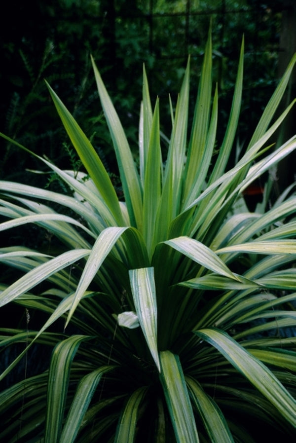 Yucca recurva Gold Ribbons