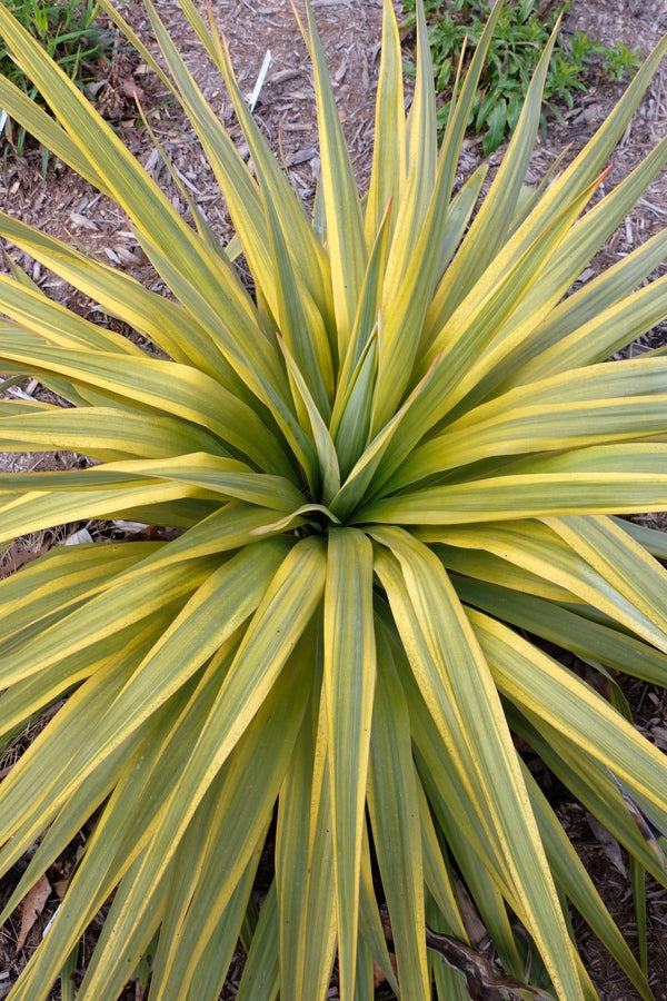 Yucca recurva Mellow Yellow