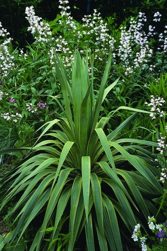 Image of Yucca recurva 'Variegata' taken at Juniper Level Botanic Gdn, NC by JLBG