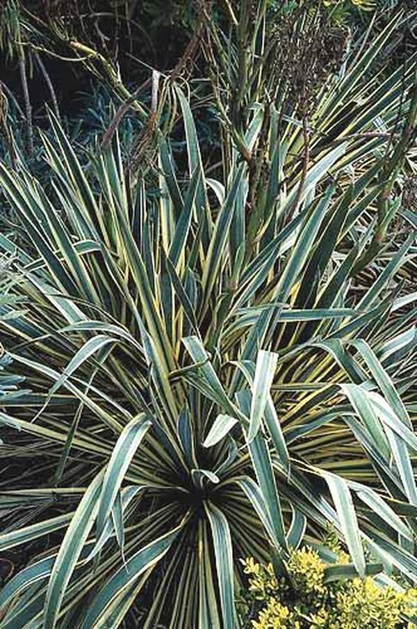 Image of Yucca smalliana 'Bright Edge' taken at McCracken Nsy, NC