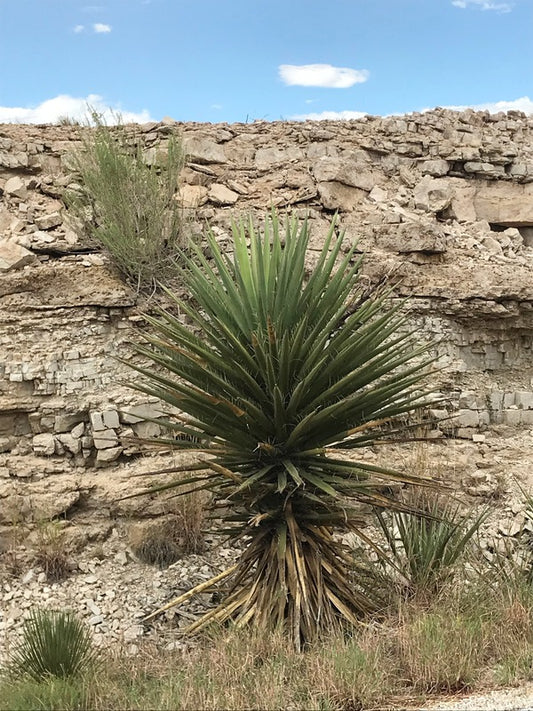 Image of Yucca torreyi 'Chaves' taken at Chaves County, New Mexico by D. Salman