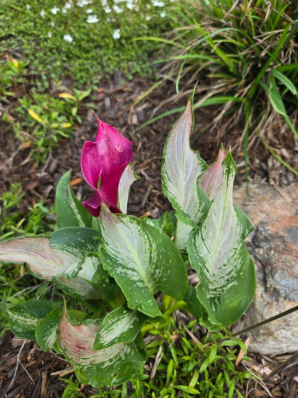 calla lilies plants Zantedeschia 'Frozen Queen'