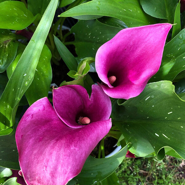 Image of Zantedeschia 'Purple Spirit' PP 29,648 by Pan Handle Palm and Rock