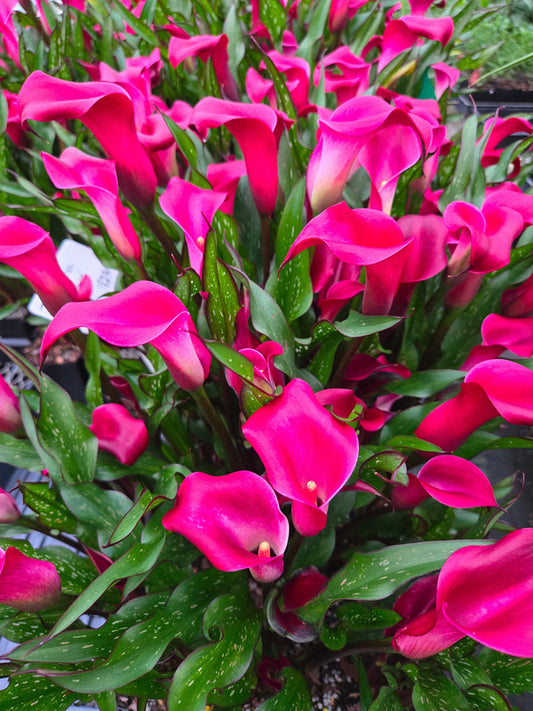 Image of Zantedeschia 'Red Charm' taken at Juniper Level Botanic Gdn, NC by JLBG