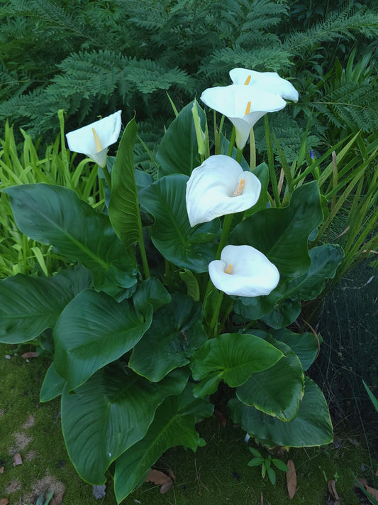 Image of Zantedeschia aethiopica 'Swartberg Giant' taken at Juniper Level Botanic Gdn, NC by JLBG