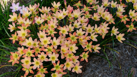Image of Zephyranthes 'Abacos Apricot' taken at Juniper Level Botanic Gdn, NC by JLBG