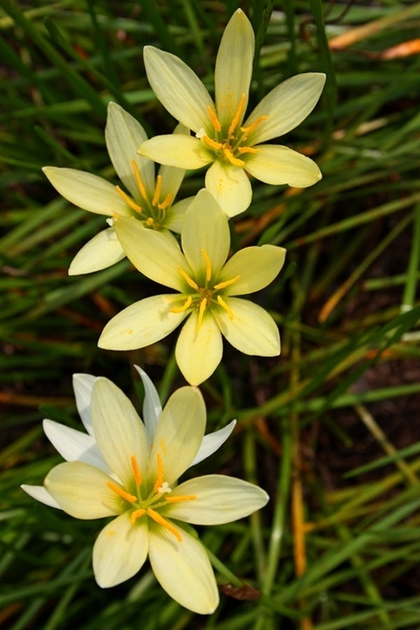 Zephyranthes Ajax