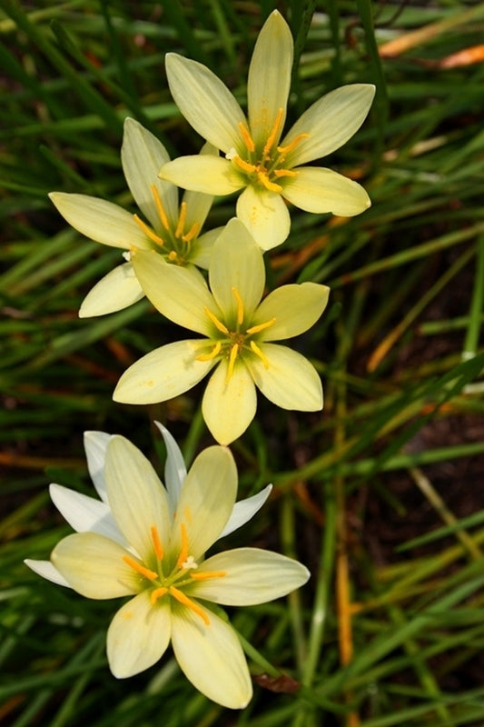Image of Zephyranthes 'Ajax' taken at Juniper Level Botanic Gdn, NC by JLBG
