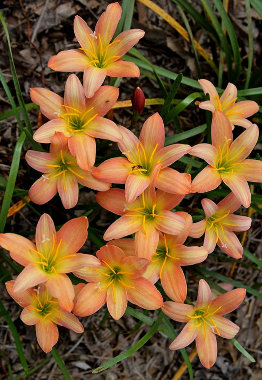 Image of Zephyranthes 'Batik'