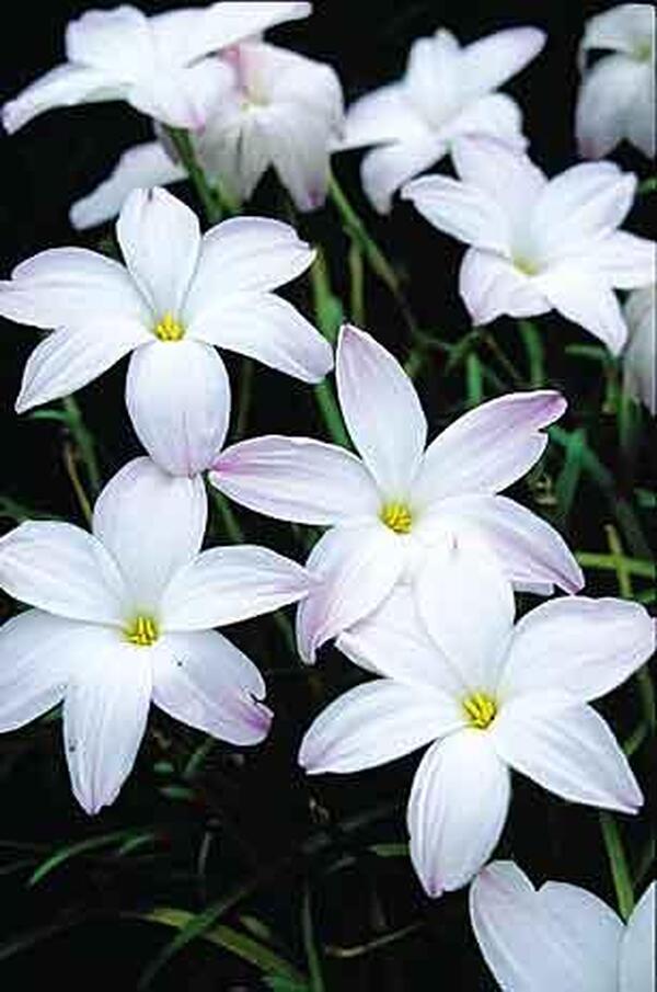 Image of Zephyranthes 'Big Dude' taken at Juniper Level Botanic Gdn, NC by JLBG
