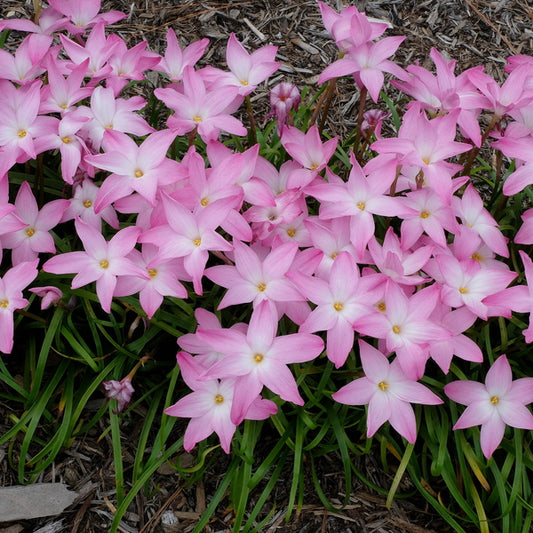 Image of Zephyranthes 'Early and Often' taken at Juniper Level Botanic Gdn, NC by JLBG
