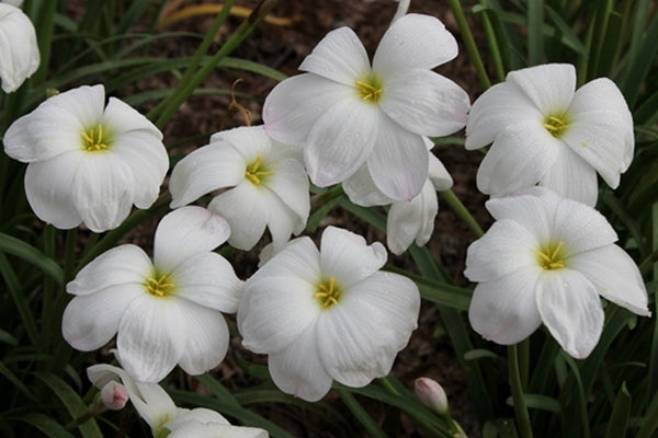 Image of Zephyranthes 'Floating Clouds' taken at Juniper Level Botanic Gdn, NC by JLBG
