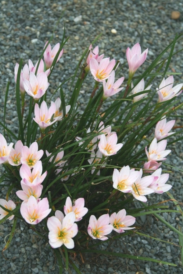 Image of Zephyranthes 'Grandjax' taken at Juniper Level Botanic Gdn, NC by JLBG