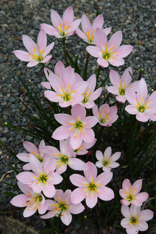 Image of Zephyranthes 'Grandjax' taken at Juniper Level Botanic Gdn, NC by JLBG