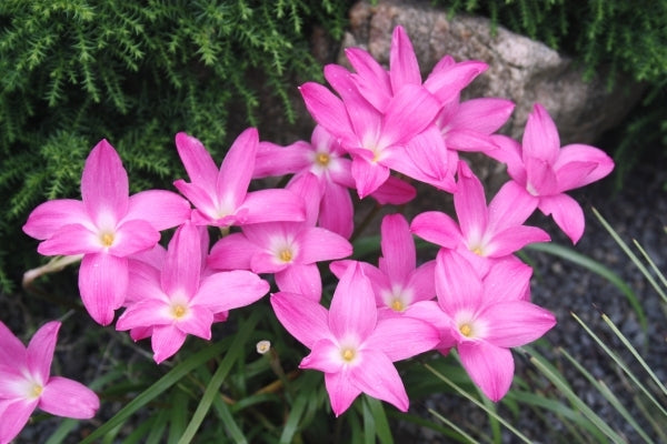 Image of Zephyranthes 'Heart Throb' taken at Juniper Level Botanic Gdn, NC by JLBG