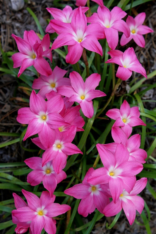 Image of Zephyranthes 'Heart Throb' taken at Juniper Level Botanic Gdn, NC by JLBG
